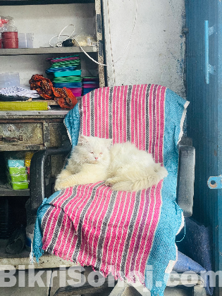 পারশিয়ান বিড়াল